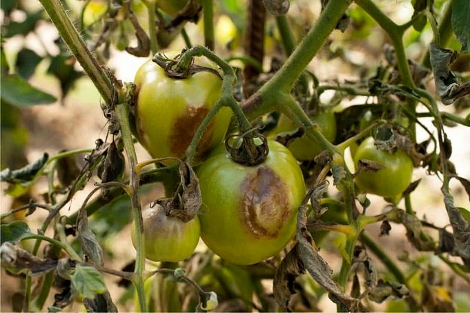 Il Compost Di Funghi è Buono Per I Pomodori?